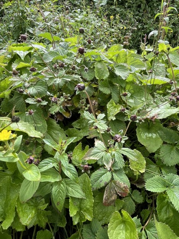 Photograph taken at Hemkund Sahib on 2026-08-26 at 10:09 — iPhone 13.
