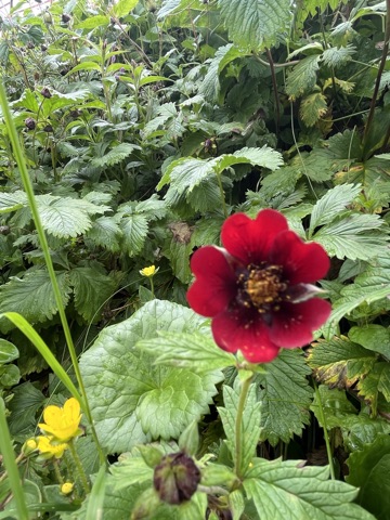 Deep-red crimson cinquefoil.