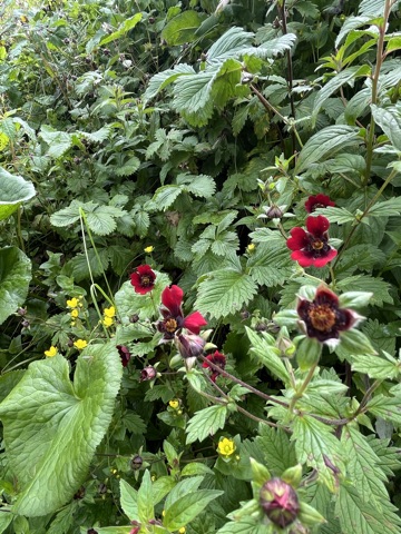Deep-red crimson cinquefoil.