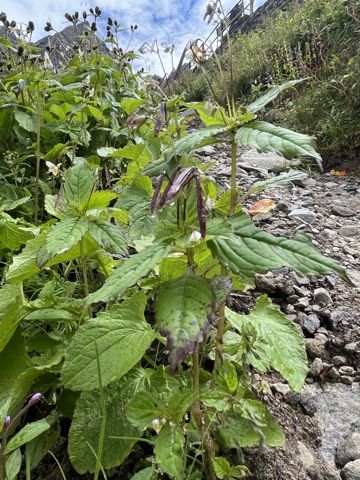 Photograph taken at Hemkund Sahib on 2026-08-26 at 10:11 — iPhone 13.