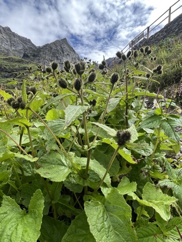 Photograph taken at Hemkund Sahib on 2026-08-26 at 10:11 — iPhone 13.