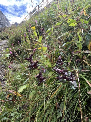 Photograph taken at Hemkund Sahib on 2026-08-26 at 10:12 — iPhone 13.