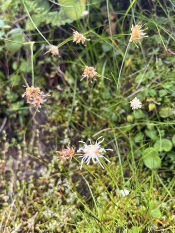 Photograph taken at Hemkund Sahib on 2026-08-26 at 10:16 — iPhone 13.