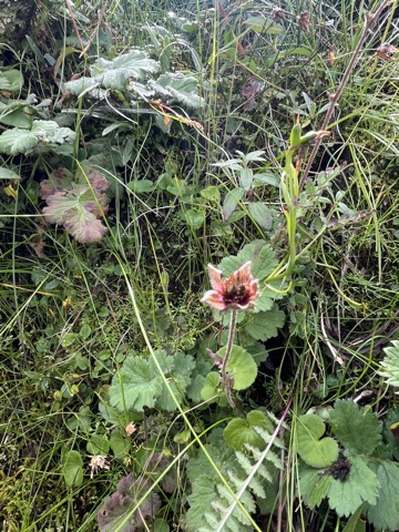 Photograph taken at Hemkund Sahib on 2026-08-26 at 10:16 — iPhone 13.