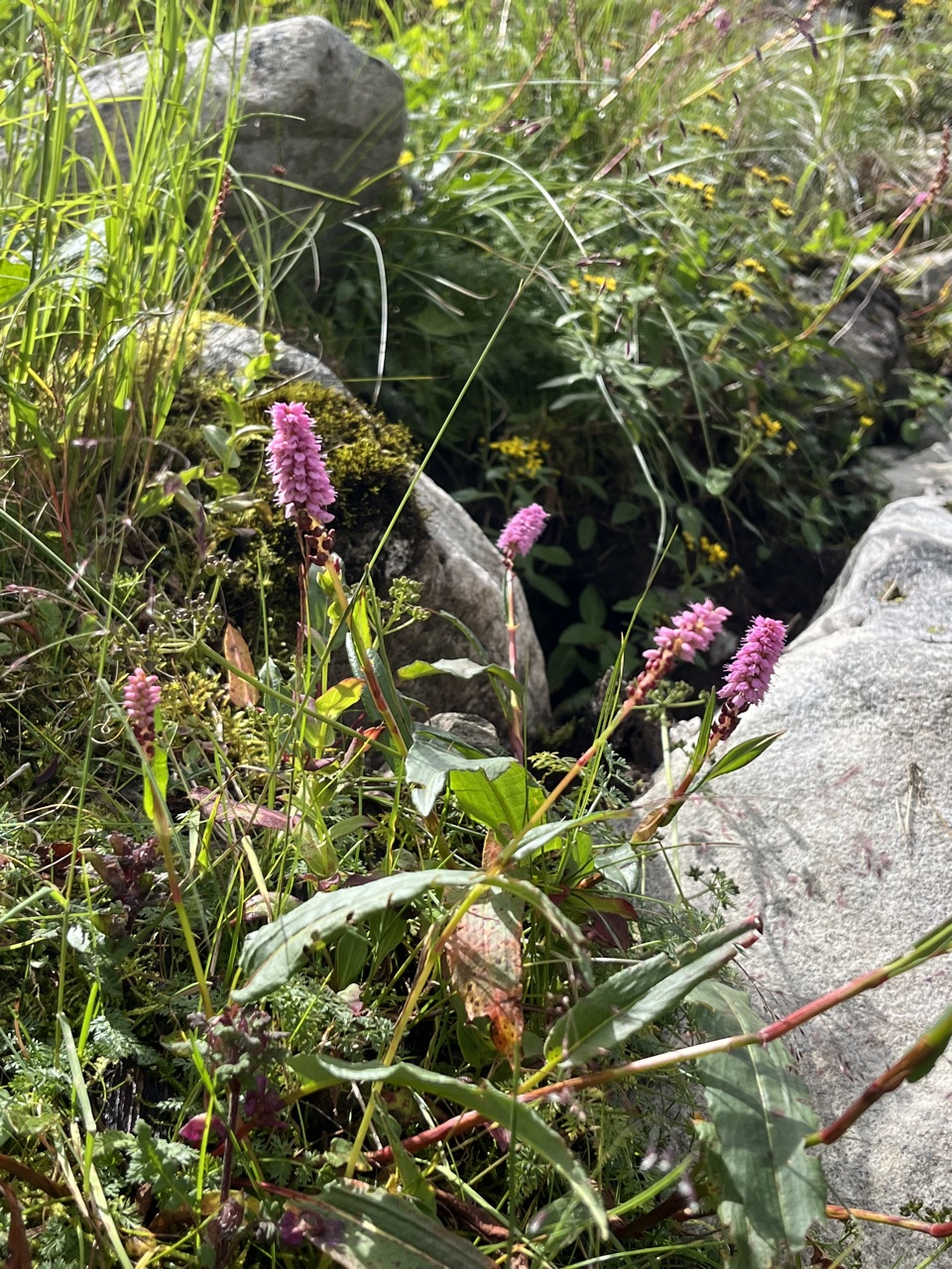 Bistort spikes among alpine grass.