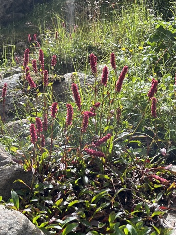 Dark-red bistort pokers.