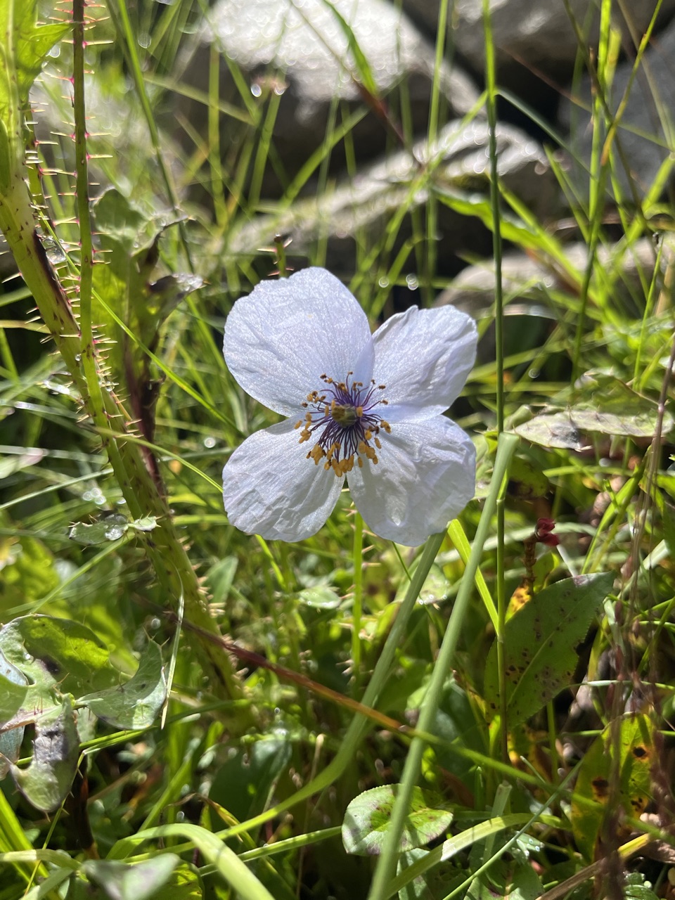 Photograph taken at Hemkund Sahib on 2026-08-26 at 10:28 — iPhone 13.