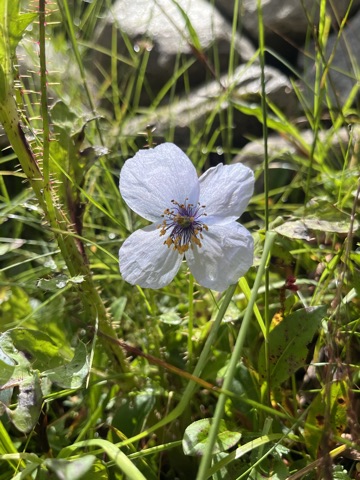 Photograph taken at Hemkund Sahib on 2026-08-26 at 10:28 — iPhone 13.