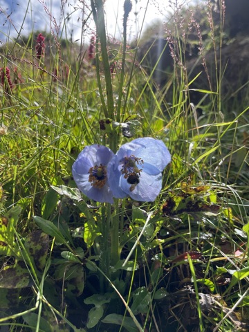 Pale blue Himalayan blue poppy nodding on a bristly stem.