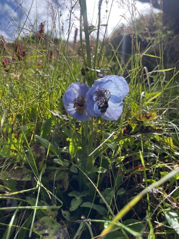 Himalayan blue poppy, sky-blue petals.