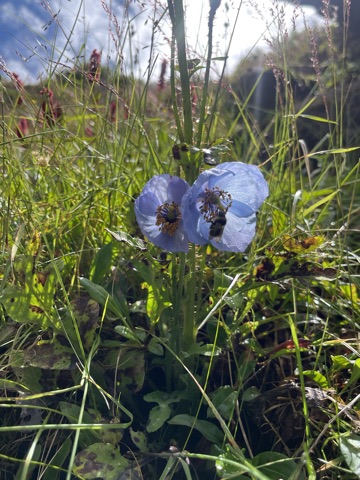 Blue poppy among alpine grass.