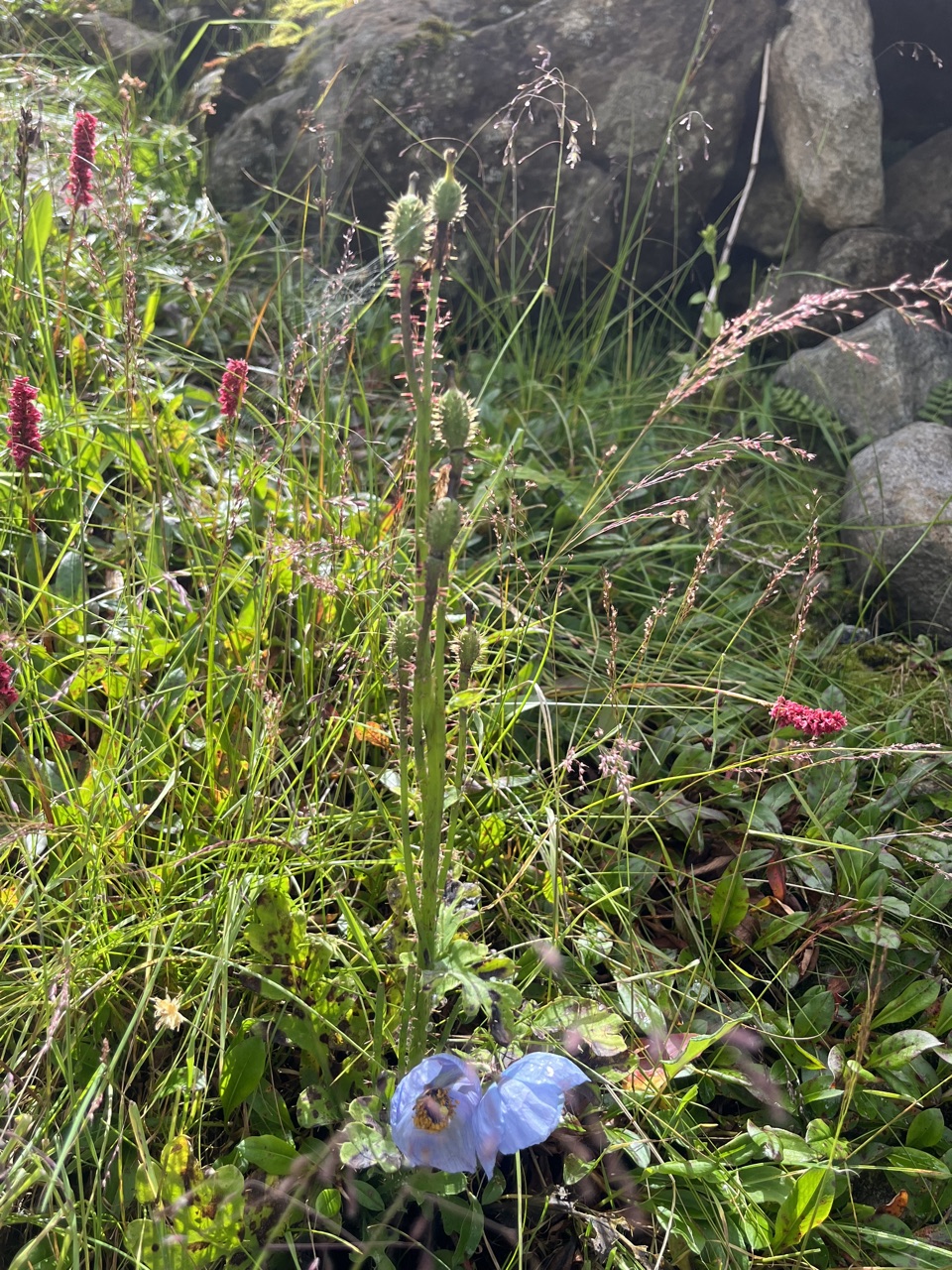 Blue poppy near the high meadow.