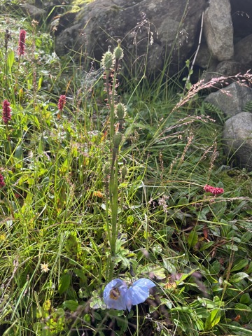 Blue poppy near the high meadow.