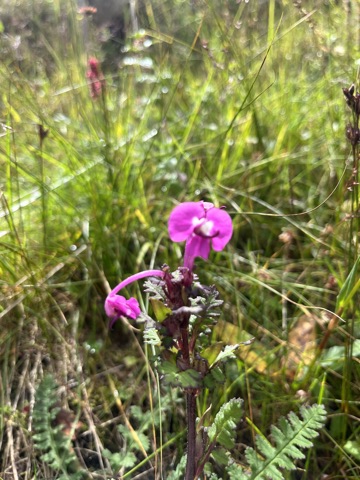 Magenta lousewort on the slope.