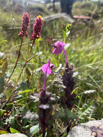 Photograph taken at Hemkund Sahib on 2026-08-26 at 10:30 — iPhone 13.