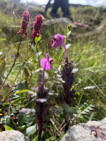 Pink pedicularis flowers.