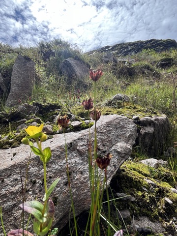 Lousewort spike, pink hooded flowers.