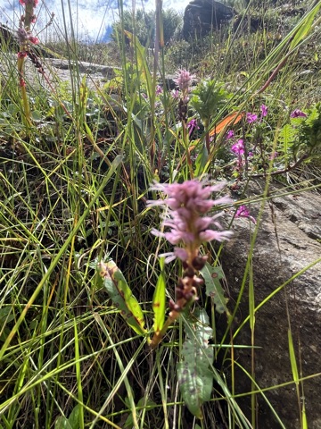 Photograph taken at Hemkund Sahib on 2026-08-26 at 10:32 — iPhone 13.