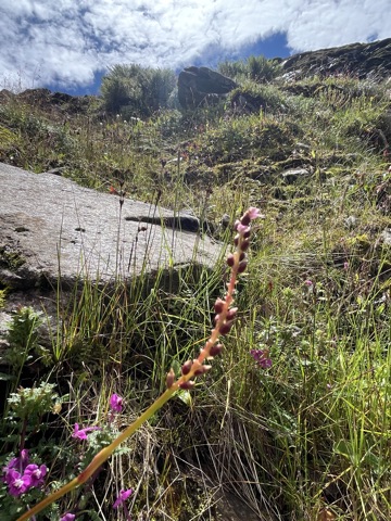 Photograph taken at Hemkund Sahib on 2026-08-26 at 10:32 — iPhone 13.