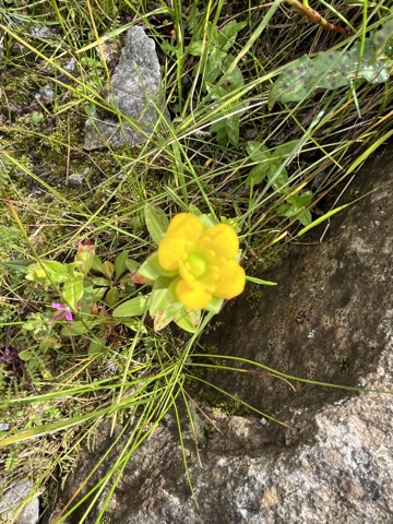 Yellow cinquefoil bloom.