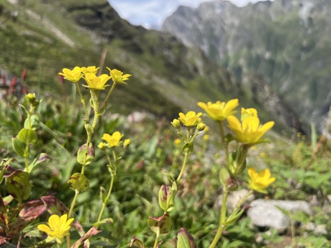 Yellow cinquefoil flowers in grass.