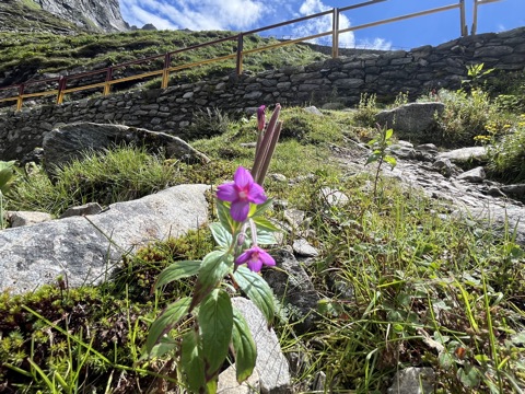 Magenta pedicularis in the alpine turf.