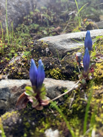 Deep-blue gentian trumpet low in the turf.