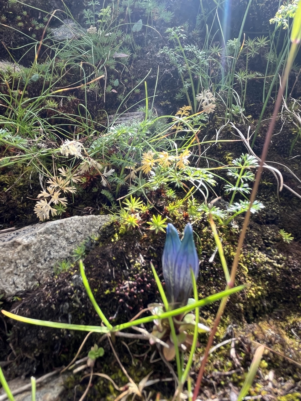 Himalayan gentian, blue flower.