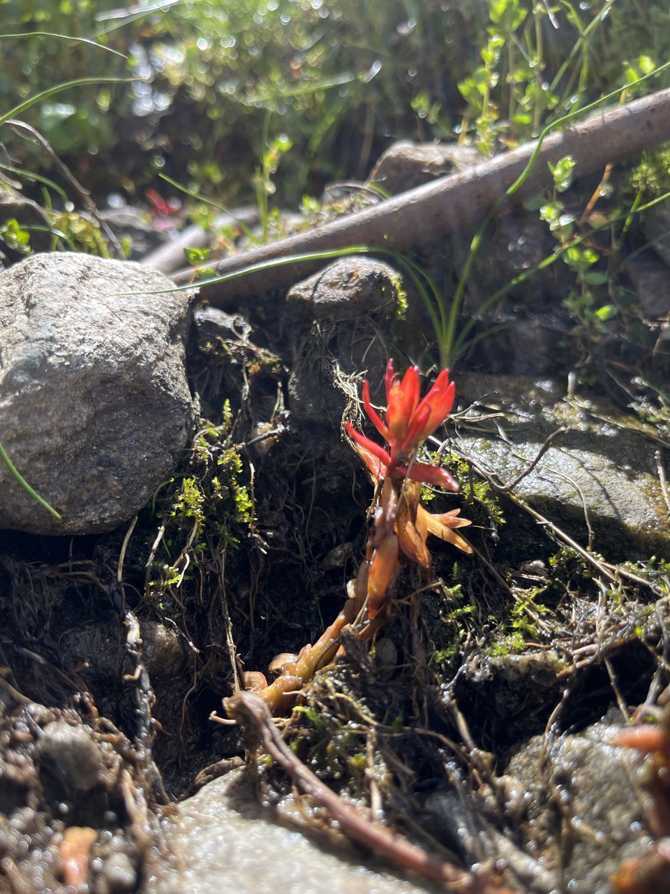 Photograph taken at Hemkund Sahib on 2026-08-26 at 10:54 — iPhone 13.