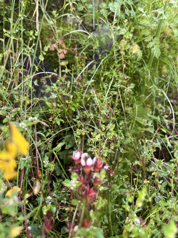 Photograph taken at Hemkund Sahib on 2026-08-26 at 10:54 — iPhone 13.