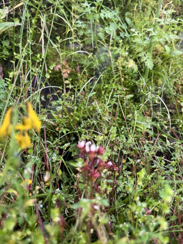 Photograph taken at Hemkund Sahib on 2026-08-26 at 10:54 — iPhone 13.