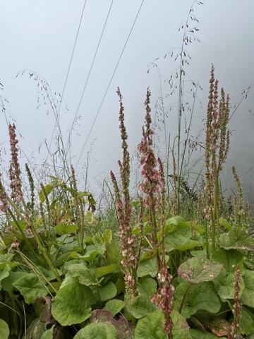 Photograph taken at Hemkund Sahib on 2026-08-26 at 12:26 — iPhone 13.