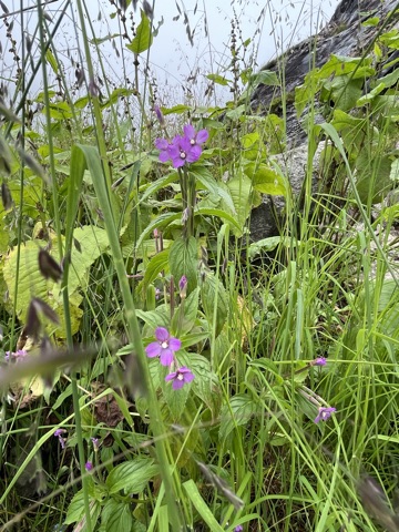 Pink Epilobium flowers.