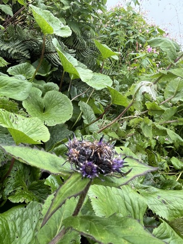 Phlomoides purple sage head.