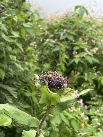 Purple thistle among leaves.