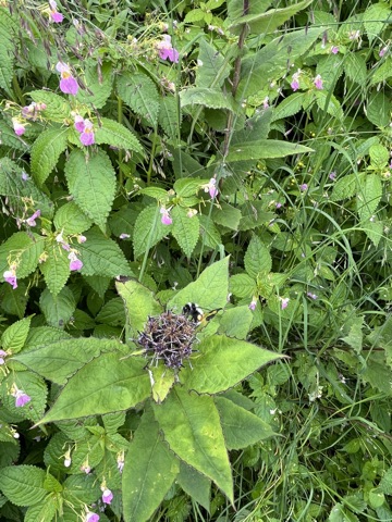 Photograph taken at Hemkund Sahib on 2026-08-26 at 12:37 — iPhone 13.
