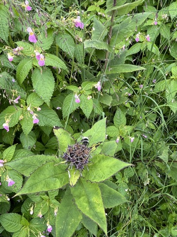 Photograph taken at Hemkund Sahib on 2026-08-26 at 12:37 — iPhone 13.