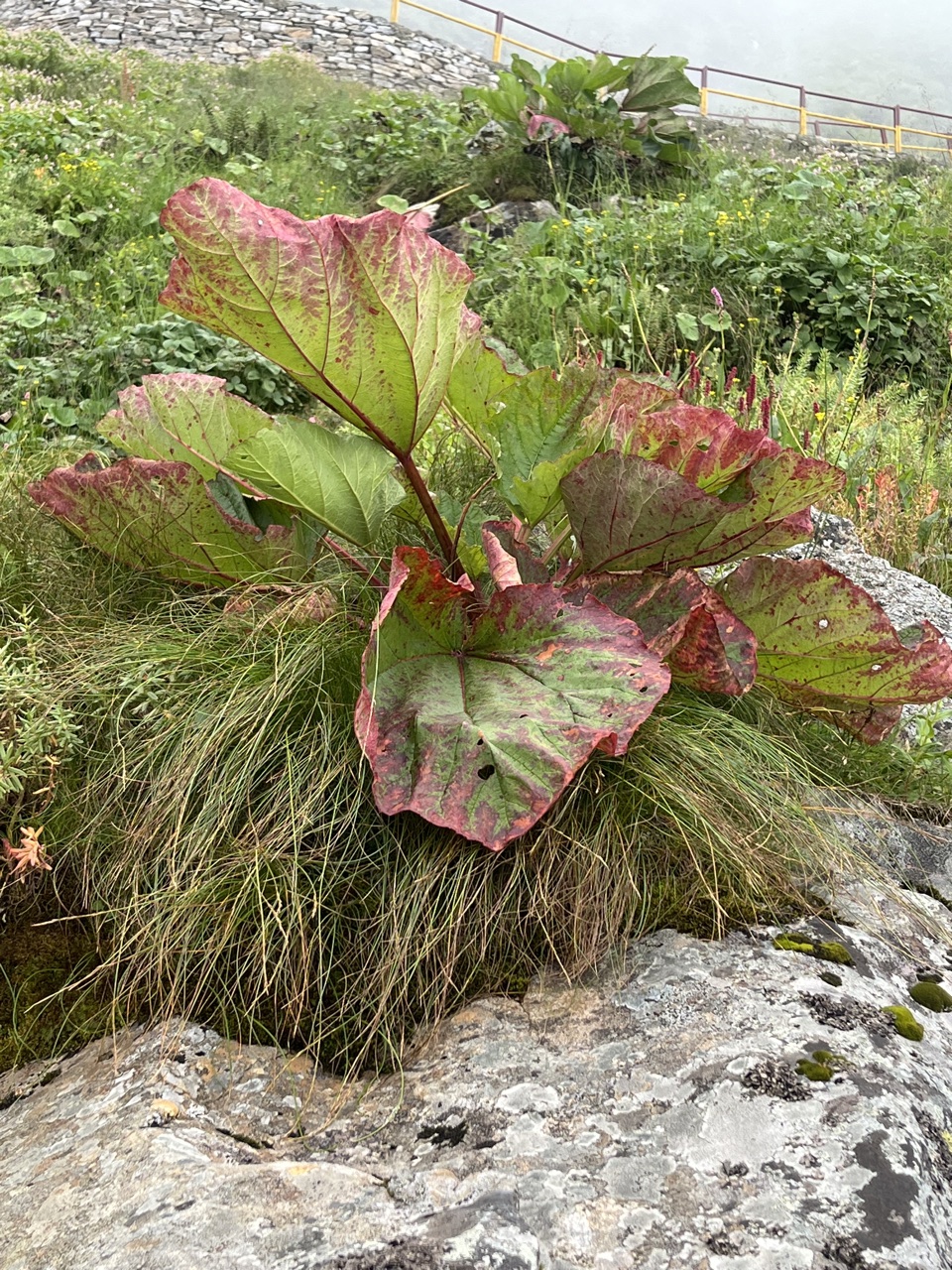 Photograph taken at Hemkund Sahib on 2026-08-26 at 12:39 — iPhone 13.