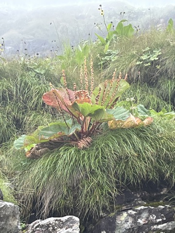 Photograph taken at Hemkund Sahib on 2026-08-26 at 12:42 — iPhone 13.