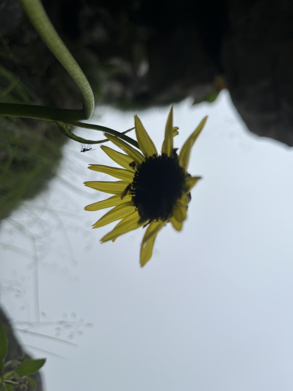 Nodding yellow Himalayan arnica with a dark centre.