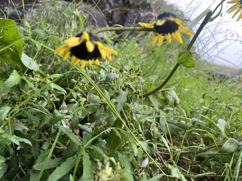 Yellow arnica heads bowed on their stems.