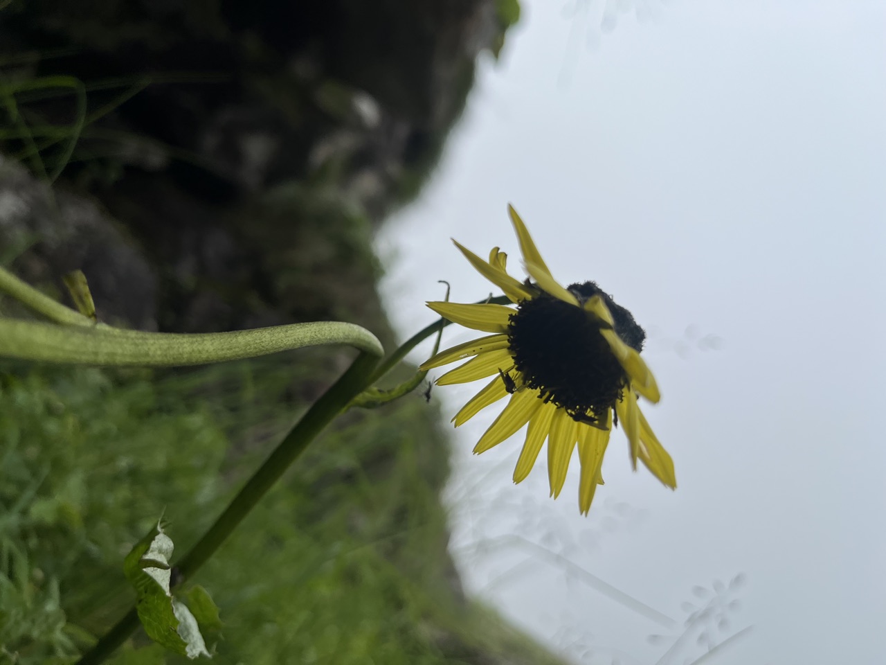 Cremanthodium arnica flowers.