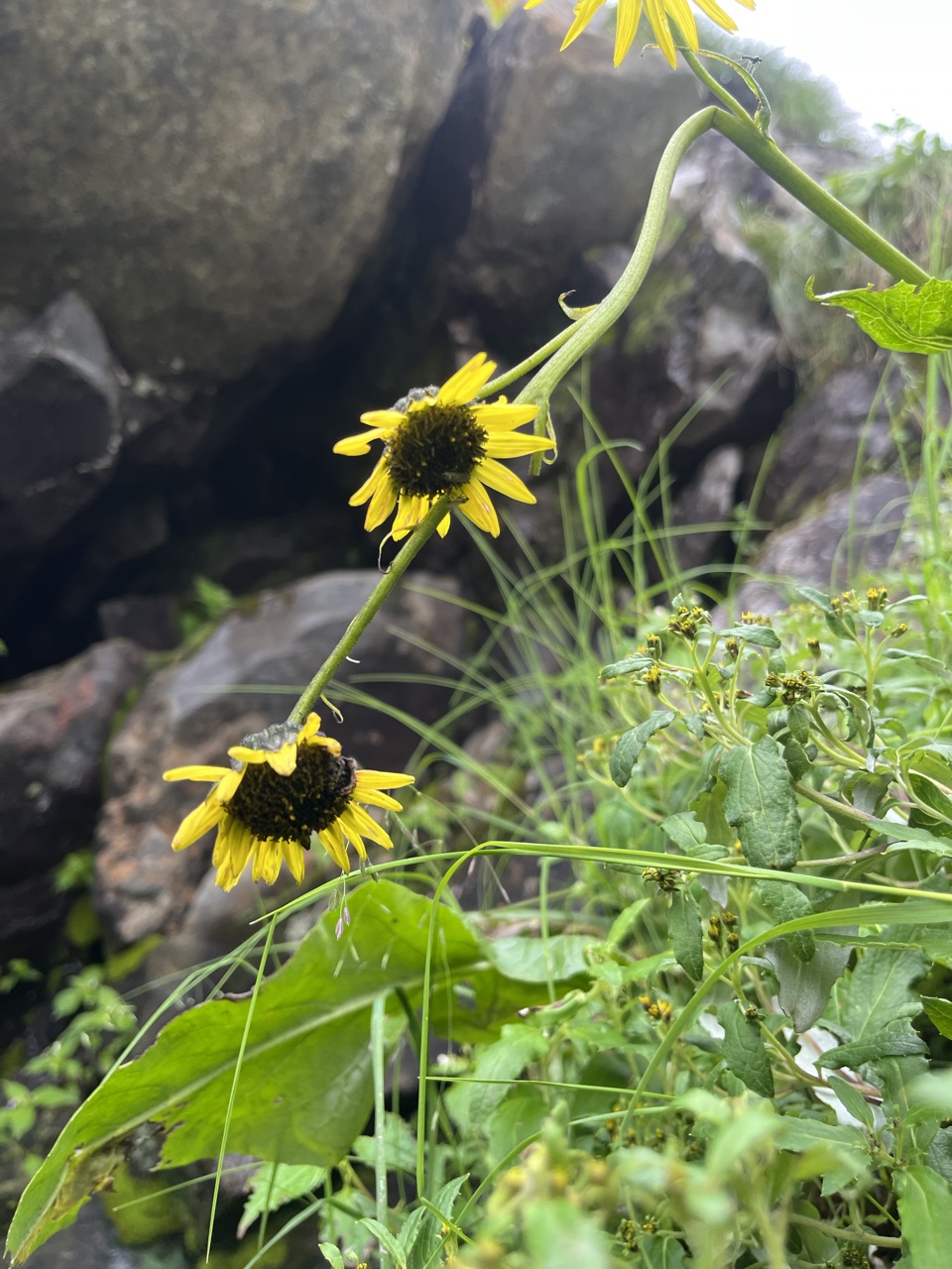 Yellow arnica against the mist.