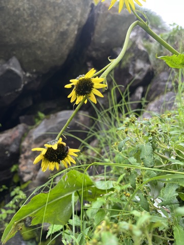 Yellow arnica against the mist.
