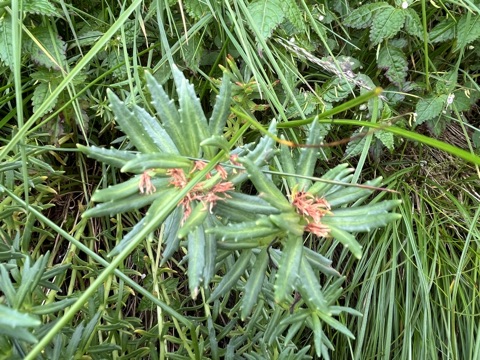 Photograph taken at Hemkund Sahib on 2026-08-26 at 12:46 — iPhone 13.