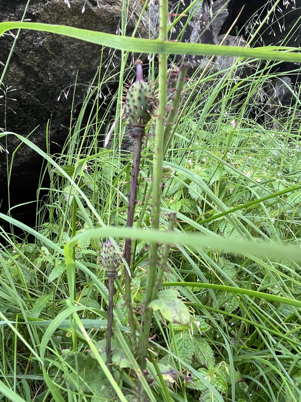 Photograph taken at Hemkund Sahib on 2026-08-26 at 12:46 — iPhone 13.