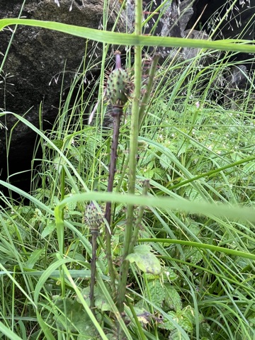 Photograph taken at Hemkund Sahib on 2026-08-26 at 12:46 — iPhone 13.