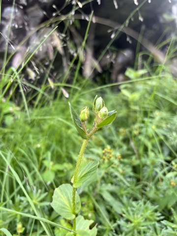 Photograph taken at Hemkund Sahib on 2026-08-26 at 12:47 — iPhone 13.