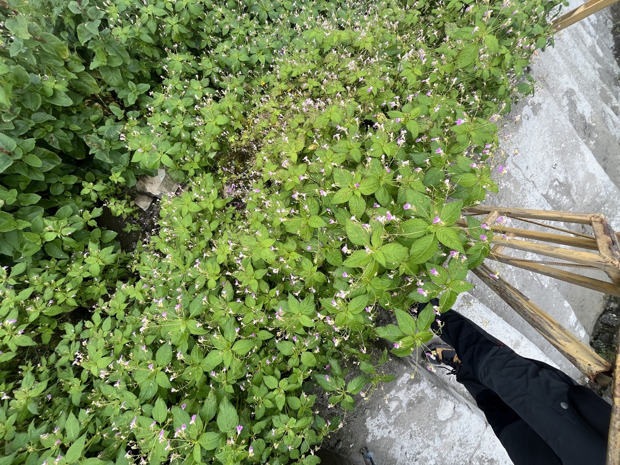 Photograph taken at Hemkund Sahib on 2026-08-26 at 12:49 — iPhone 13.