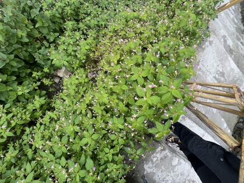 Photograph taken at Hemkund Sahib on 2026-08-26 at 12:49 — iPhone 13.